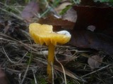 Hygrocybe psittacina var. perplexa image