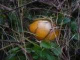 Hygrocybe psittacina var. perplexa image