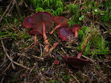 Cortinarius sanguineus image