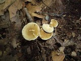 Boletinellus merulioides image