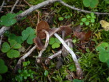 Cortinarius sertipes image