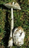 Amanita sect. Vaginatae image