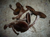 Cortinarius sertipes image