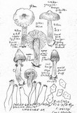 Inocybe rennyi image