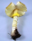 Amanita augusta image