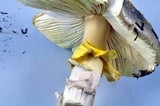 Amanita augusta image