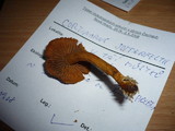 Cortinarius sommerfeltii image