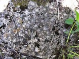 Dermatocarpon miniatum image