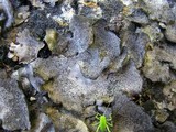 Dermatocarpon miniatum image