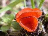 Melastiza chateri image