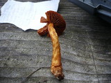 Cortinarius rubellus image