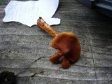 Cortinarius rubellus image