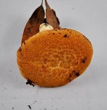 Polyporus tuberaster image