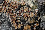 Psora pseudorussellii image