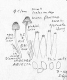 Inocybe abjecta image