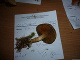 Cortinarius subtortus image