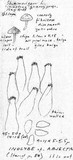 Inocybe abjecta image