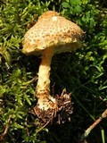 Echinoderma asperum image