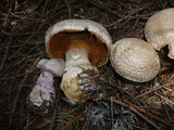 Cortinarius traganus image