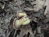Boletinellus merulioides image