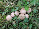 Lycoperdon molle image