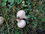 Lycoperdon molle image