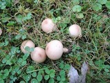 Lycoperdon molle image