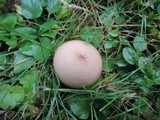 Lycoperdon molle image
