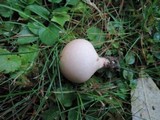 Lycoperdon molle image
