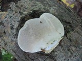 Trametes gibbosa image