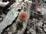 Pluteus phlebophorus image