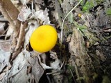 Pluteus chrysophlebius image