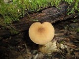 Pluteus phlebophorus image