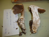 Cortinarius turgidus image