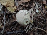 Leccinellum albellum image