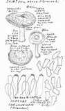 Inocybe chelanensis image