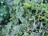 Cladonia chlorophaea image