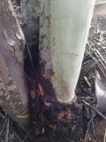 Cryphonectria cubensis image