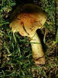 Cortinarius meinhardii image