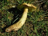 Cortinarius meinhardii image