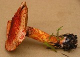 Cortinarius bolaris image