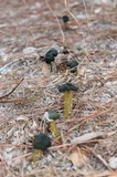 Leotia viscosa image