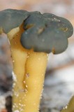Leotia viscosa image