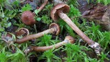 Cortinarius helvelloides image