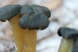 Leotia viscosa image