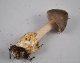 Amanita constricta image