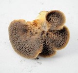 Polyporus tuberaster image