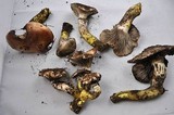 Gomphidius glutinosus image