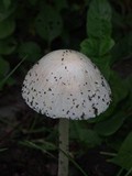 Panaeolus antillarum image