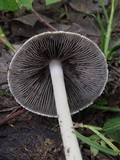 Panaeolus antillarum image